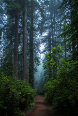 Redwood Forest