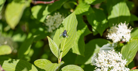 An ordinary blue fly sits on a green leaf close-up