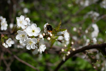 A bee on an Apple blossom . In spring, the bee pollinates the flowers. Small details close-up