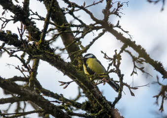 Fototapeta premium a great tit (Parus major) feeds amongst winter branches