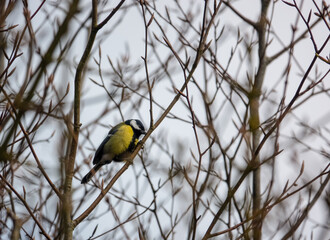 Naklejka premium a great tit (Parus major) feeds amongst winter branches