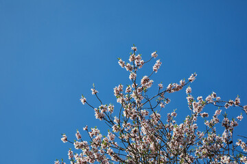 Cherry blossom tree with clear sky. White and pink flowers of cherry and almond trees. Resource for matte painting.