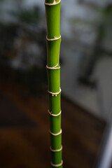 Fototapeta na wymiar Friendship bamboo. Closeup view of segmented green stem of a Dracaena sanderiana, also known as Lucky Bamboo.