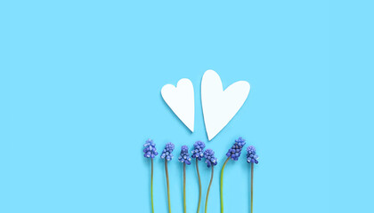 Blue flowers muscari and white hearts on abstract blue background. romantic concept, love symbol,...