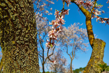 Cherry blossom tree with clear sky. White and pink flowers of cherry and almond trees. Resource for matte painting.