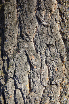 Trunk of a big old tree. Tree bark. Resource for matte painting.