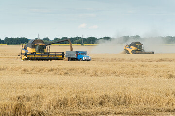 Obraz premium Combine harvesting wheat field on a falmland.