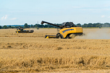 Fototapeta premium Combine harvesting wheat field on a falmland.