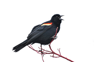 Red-winged Blackbird Singing Isolated