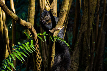 Black squirrel in the woods