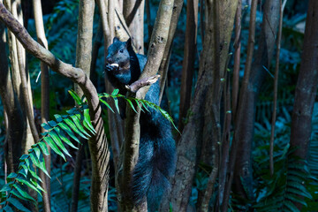 Black squirrel in the woods