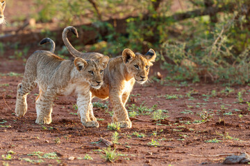 Lion cub playing in Zimanga Game Reserve near the city of Mkuze in South Africa