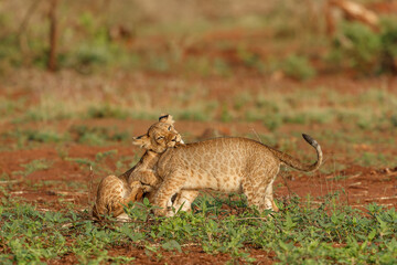 Naklejka na ściany i meble Lion cub playing in Zimanga Game Reserve near the city of Mkuze in South Africa