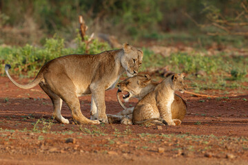 Fototapeta na wymiar Lioness staying together with her playful cub in Zimanga Game Reserve near the city of Mkuze in South Africa