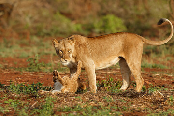 Lioness staying together with her playful cub in Zimanga Game Reserve near the city of Mkuze in South Africa