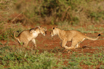 Lion cub playing in Zimanga Game Reserve near the city of Mkuze in South Africa