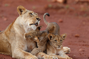 Lioness staying together with her playful cub in Zimanga Game Reserve near the city of Mkuze in South Africa
