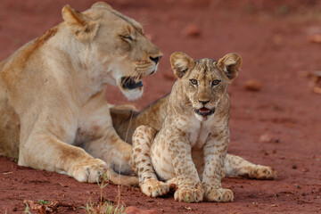 Lioness staying together with her playful cub in Zimanga Game Reserve near the city of Mkuze in South Africa