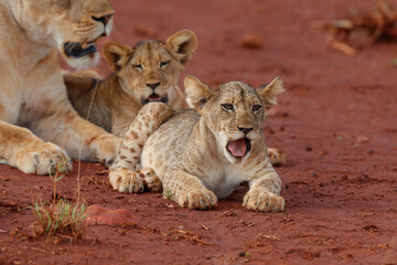 Lioness staying together with her playful cub in Zimanga Game Reserve near the city of Mkuze in South Africa