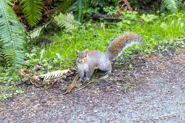 Squirrel on the woods