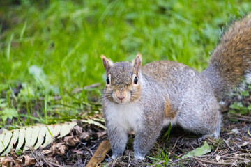 Obraz premium Squirrel on the grass