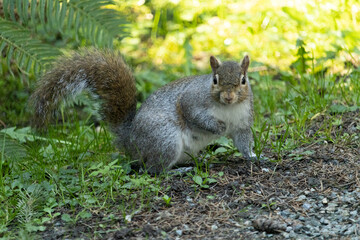 Squirrel on the grass