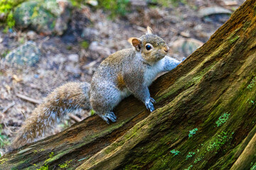Squirrel on a tree