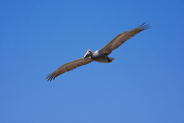 vulture in flight