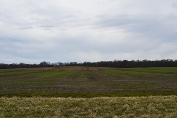 Fototapeta premium Plants in a Farm Field