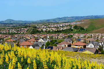 Scenic view of golden lupine field on hillside. Background blurred view upscale residential suburban neighborhood on rolling hills in San Ramon, California