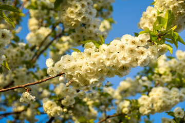Branch of an apple blossom tree in flower in spring. No people.