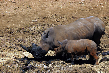 Fototapeta premium Africa- A Mother Rhino Showing Calf How to Dig a Mud Bath