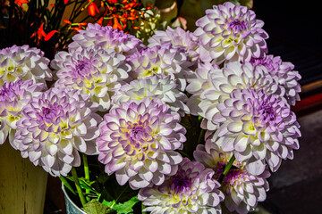 White Dahlia variety Eveline flowering in a garden