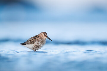 Dunlin during autumn migration