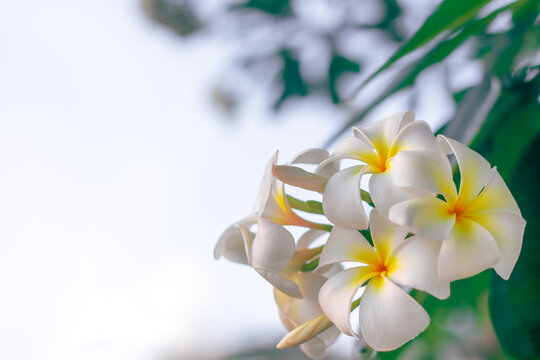white frangipani flowers with green leaves, copy space on the left.Tropical plants, beauty in nature. Template for tex