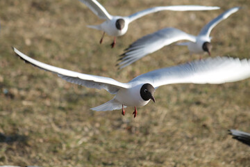 Flying black-headed gull or Chroicocephalus ridibundus