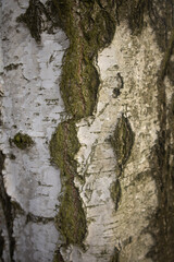 Birch bark, tree close-up. Concept for wallpaper, texture, postcard, banner . High quality photo