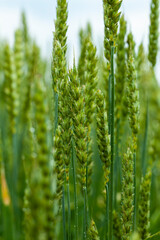 Fototapeta na wymiar an agricultural field where cereal wheat is grown