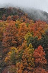 Obraz premium autumn forest in the fog