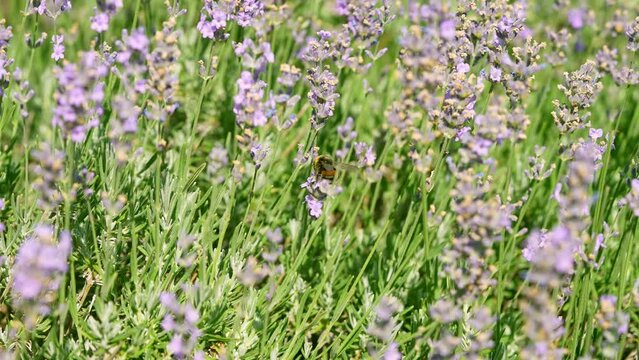 Butterflies and bees on meadow flowers swaying beautifully in the wind. pollination of plants. Summer sunny day. Slow motion 4k