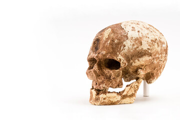 skull of prehistoric man, Skull of homo sapiens isolated on white background with space for text	