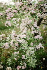 Spring Inspiration, nature in spring. Blooming apple tree at spring garden soft focus
