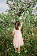 Little girl wearing light pink dress among blooming apple trees, white flowers in hair, french plait hairstyle. Living in harmony with nature concept