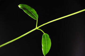 Photo of a climbing houseplant on a black background. Desktop wallpaper on the computer.