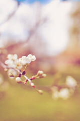 Blossoming cherry branch.
