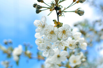 Blossoming cherry branch.