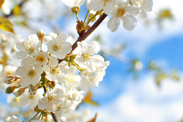 Blossoming cherry branch.