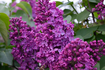 Photo of flowering branches of lilac, multi-stemmed deciduous shrub Syringa vulgaris.