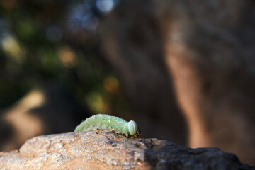 A caterpillar is passing over a rock.
