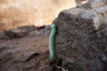 A caterpillar is passing over a rock.
